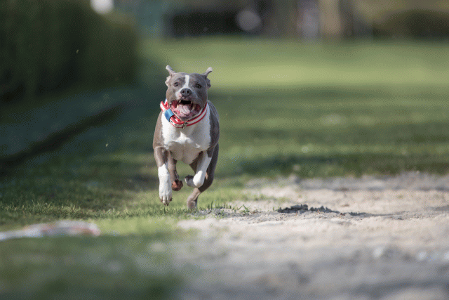 Bo4I8171 33801741966 O