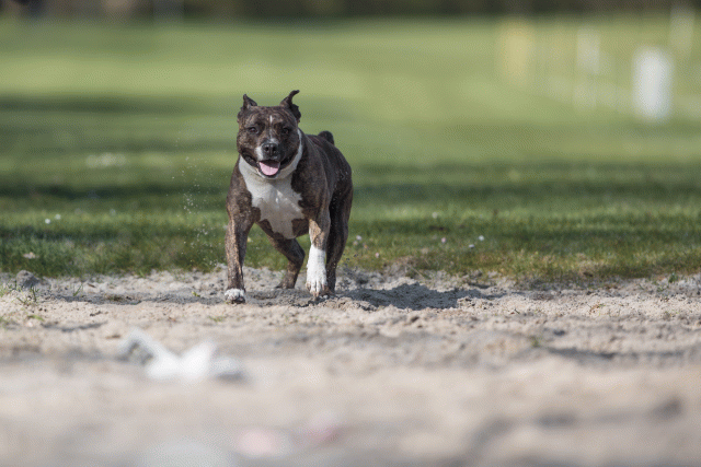 Bo4I8164 33801742896 O