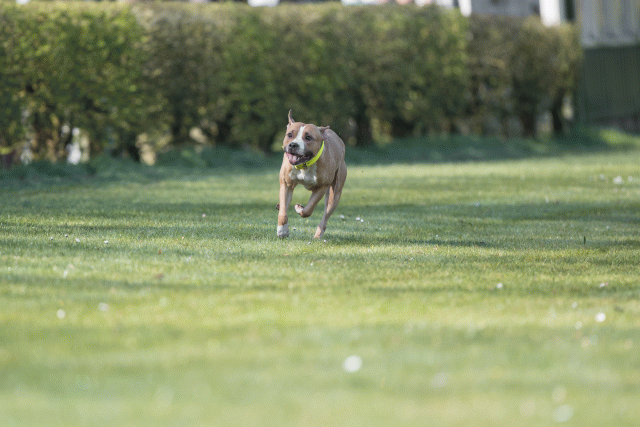 Bo4I8162 33801743116 O