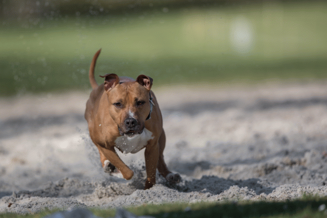 Bo4I8136 33801746236 O