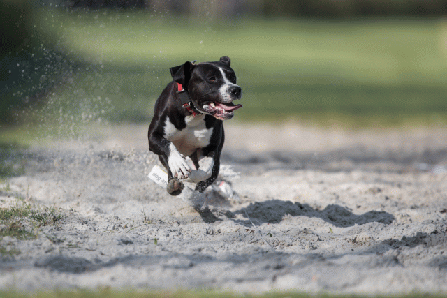 Bo4I8122 33801746646 O