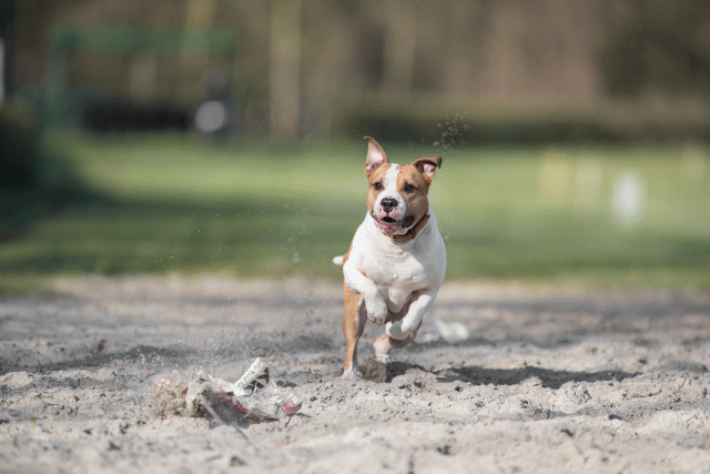 Bo4I8033 33801753676 O