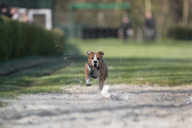 Bo4I8023 33801753966 O