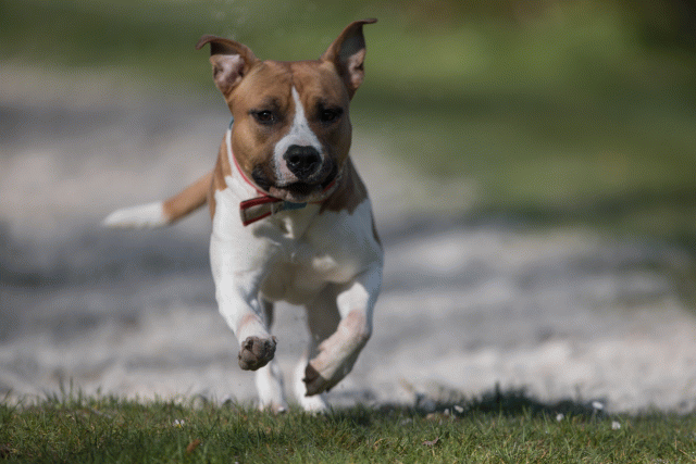 Bo4I8158 33842571815 O