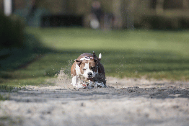 Bo4I8109 33842574625 O