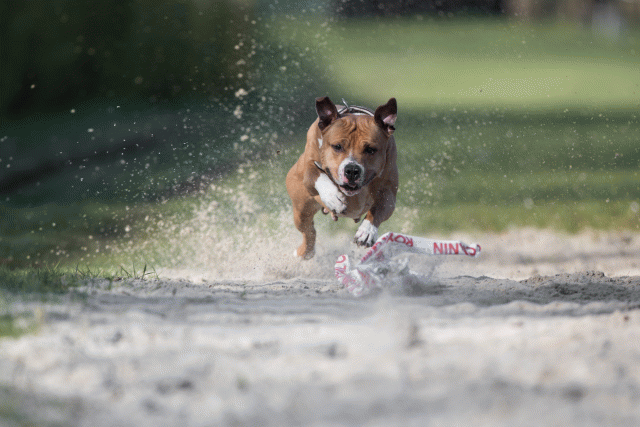 Bo4I8101 33842574745 O