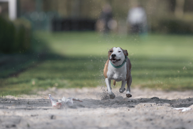 Bo4I8092 33842574855 O