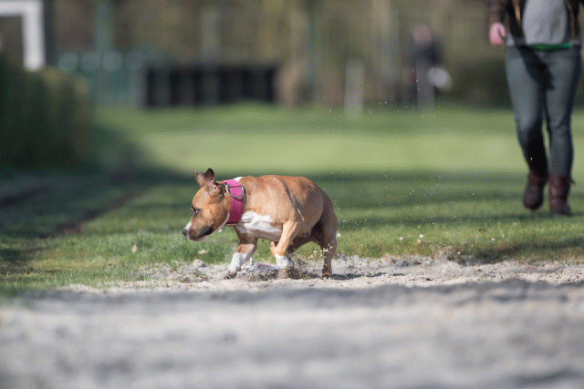 Bo4I8081 33842575055 O