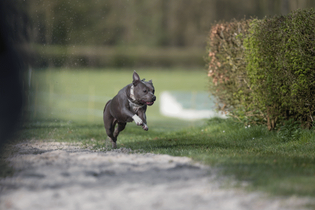 Bo4I8078 33842575195 O