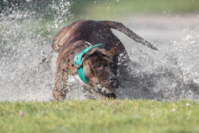 Bo4I8073 33842575275 O