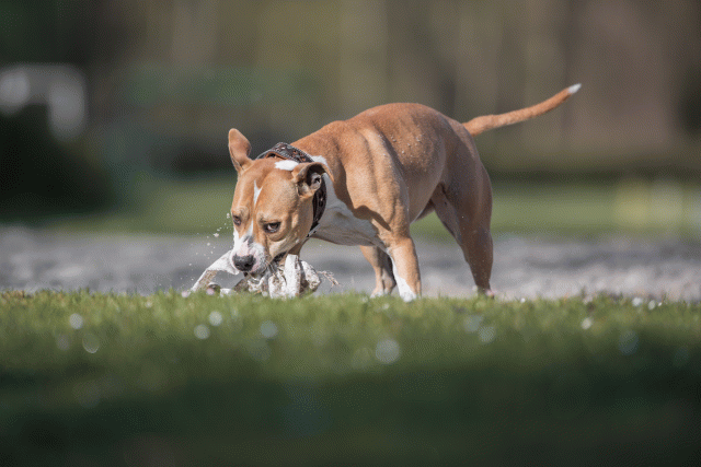 Bo4I8067 33842575525 O