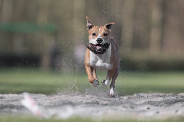 Bo4I8062 33842575605 O