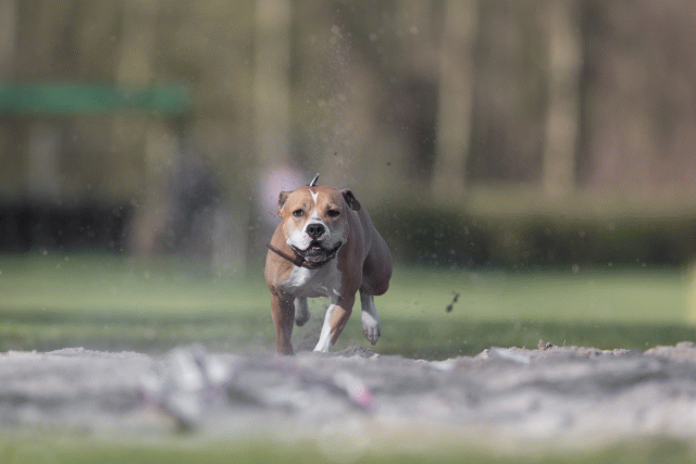 Bo4I8060 33842575635 O