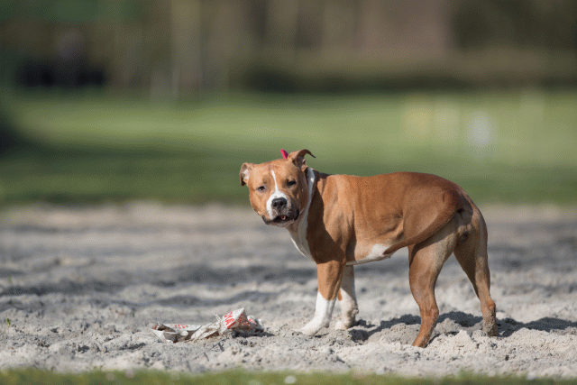 Bo4I8057 33842575725 O