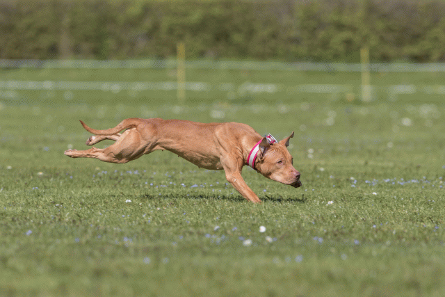 Bo4I8857 33036551094 O