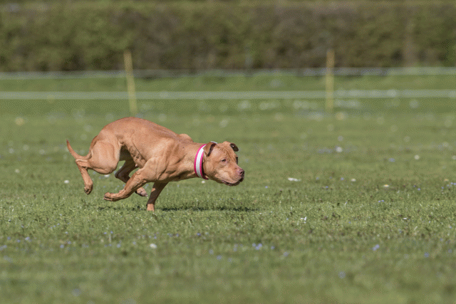 Bo4I8856 33036551184 O