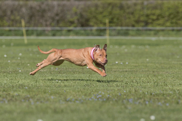 Bo4I8854 33036551524 O