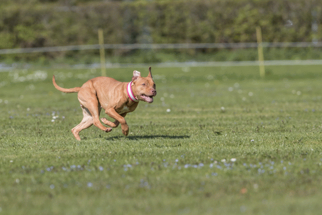 Bo4I8852 33036551814 O