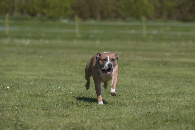 Bo4I8850 33036552264 O