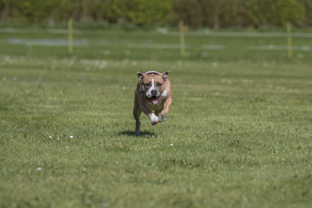 Bo4I8848 33036552934 O