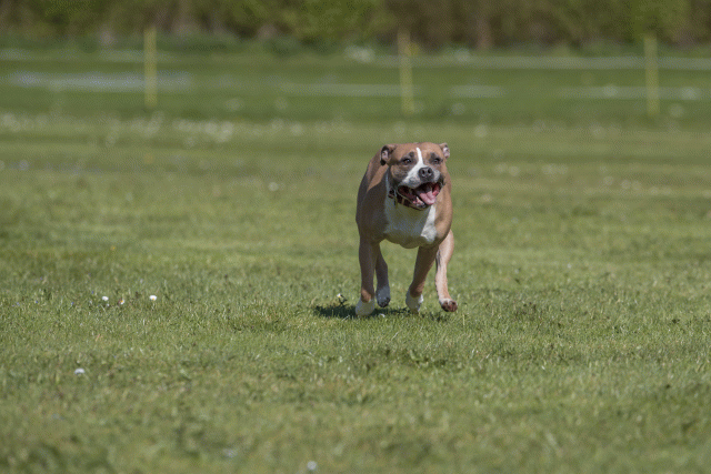 Bo4I8849 33036553344 O