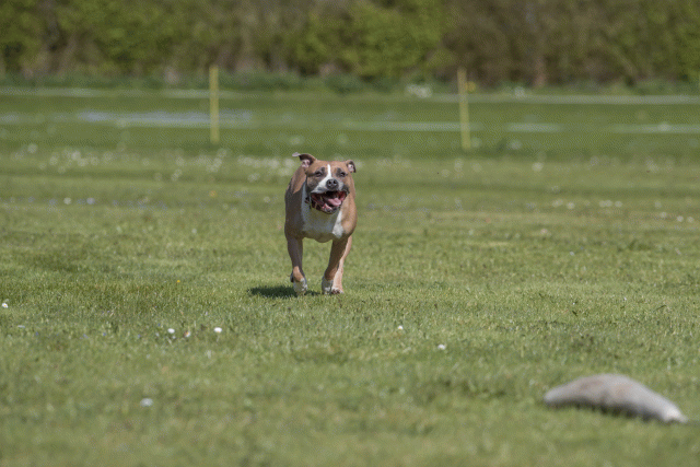 Bo4I8846 33036553564 O