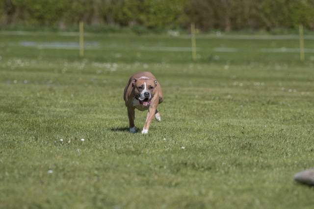 Bo4I8847 33036553804 O