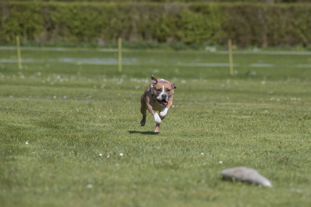 Bo4I8845 33036553814 O