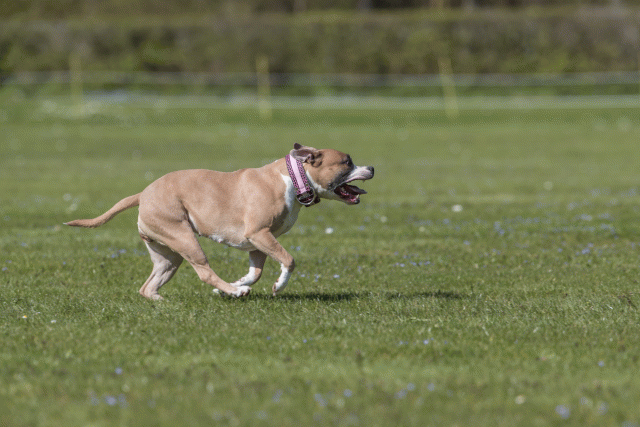 Bo4I8837 33036554834 O