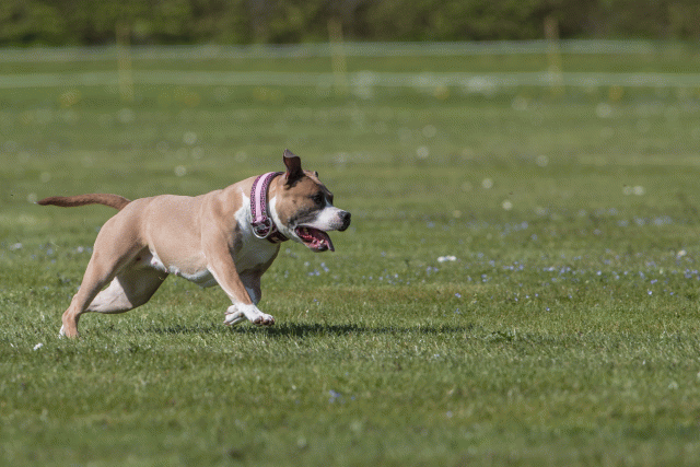 Bo4I8833 33036555874 O