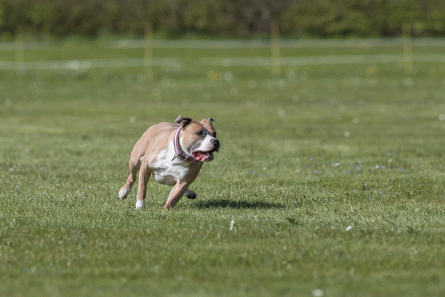 Bo4I8831 33036556354 O