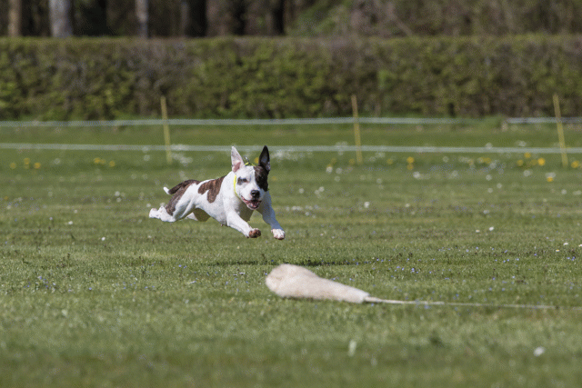 Bo4I8807 33036557984 O