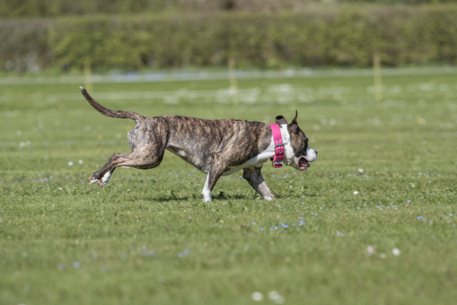 Bo4I8804 33036558274 O