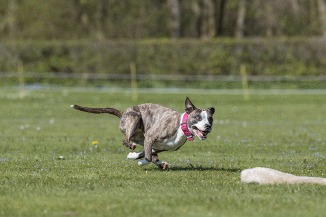 Bo4I8799 33036559494 O