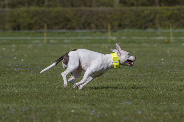 Bo4I8781 33036563174 O