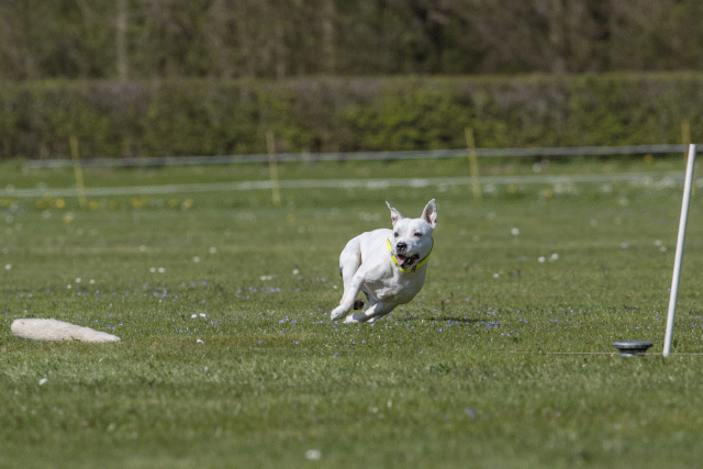 Bo4I8778 33036563634 O