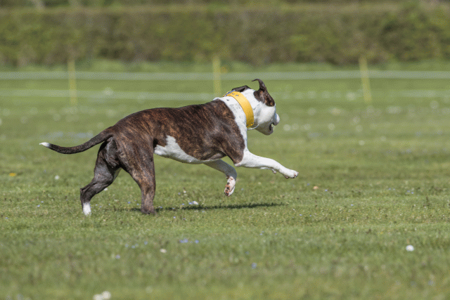 Bo4I8773 33036564394 O