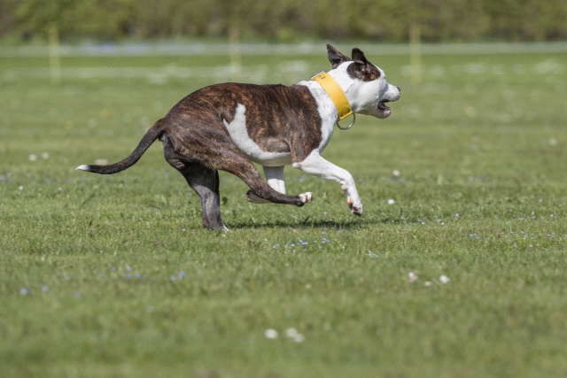 Bo4I8771 33036564964 O