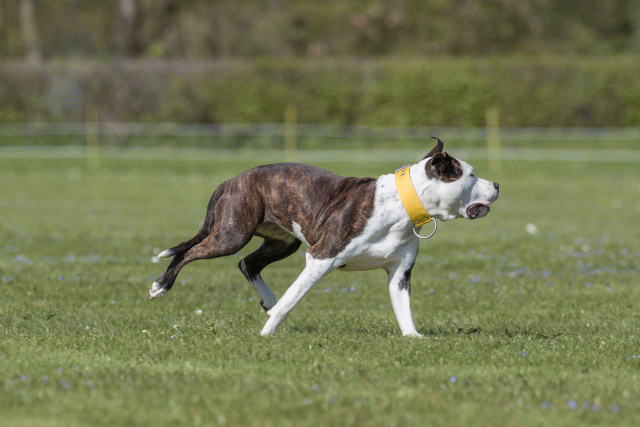 Bo4I8767 33036565984 O