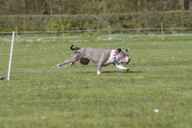 Bo4I8725 33036573464 O