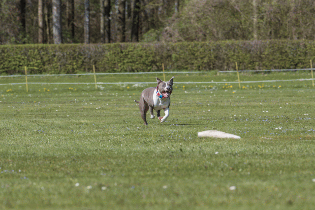 Bo4I8720 33036574314 O