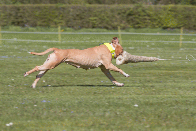 Bo4I8715 33036574794 O