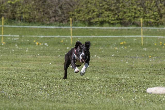 Bo4I8656 33036582394 O