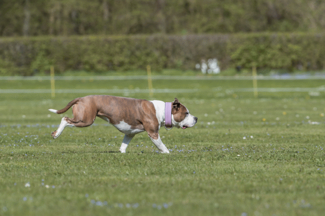 Bo4I8652 33036583914 O