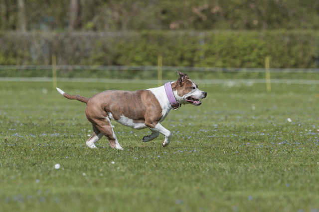 Bo4I8648 33036584884 O