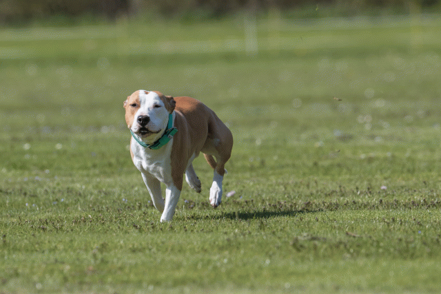 Bo4I8640 33036585244 O