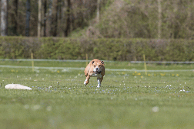 Bo4I8587 33036594854 O