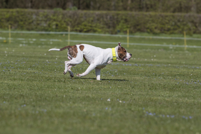 Bo4I8579 33036596044 O