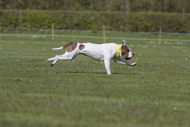 Bo4I8577 33036596514 O