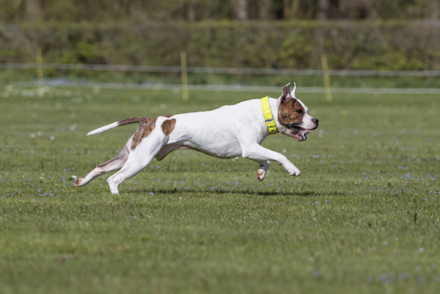 Bo4I8575 33036596804 O